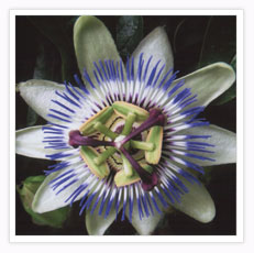 Passionflower - Click to see a larger picture